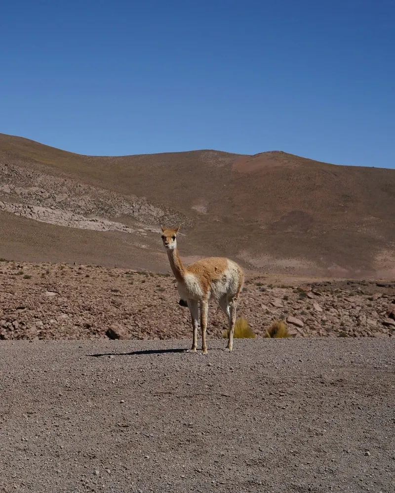Atacama Desert view 4